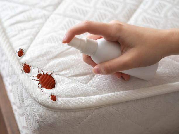Professional Pest Control in Forks, WA