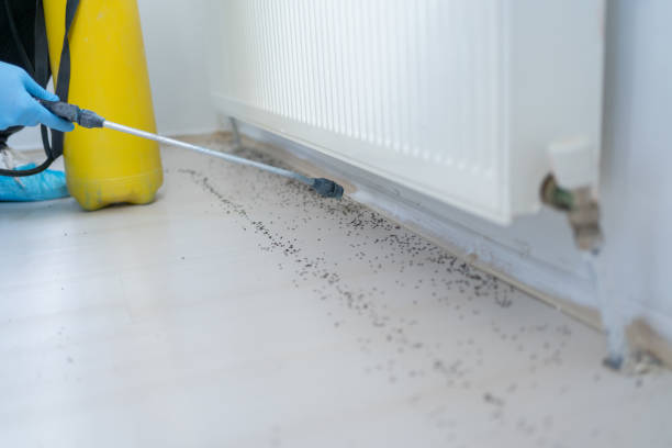Best Termite Control Services  in Forks, WA